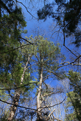 Pinus taeda- Loblolly Pine
