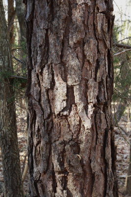 Pinus taeda- Loblolly Pine