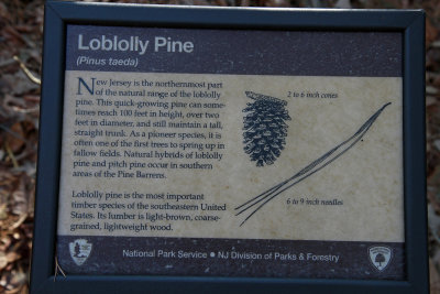 Pinus taeda- Loblolly Pine sign