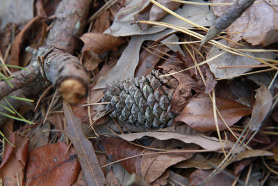 Pinus taeda- Loblolly Pine?