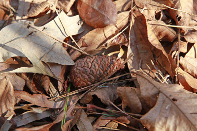 Pinus taeda- Loblolly Pine or Pitch Pine?