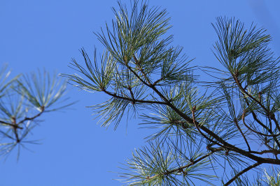 Pinus taeda- Loblolly Pine or Pitch Pine?