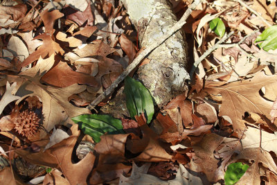 Tipularia discolor- Cranefly Orchid