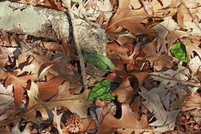 Tipularia discolor- Cranefly Orchid