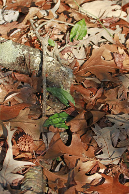 Tipularia discolor- Cranefly Orchid