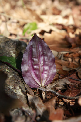 Tipularia discolor- Cranefly Orchid