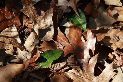 Tipularia discolor- Cranefly Orchid