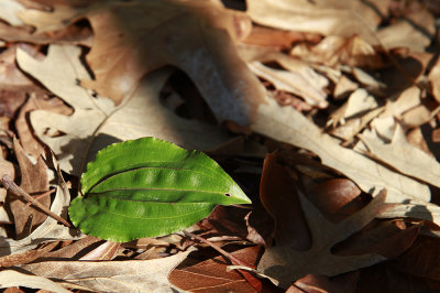 Tipularia discolor- Cranefly Orchid