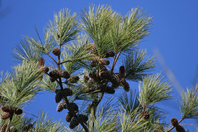 Pinus taeda- Loblolly Pine