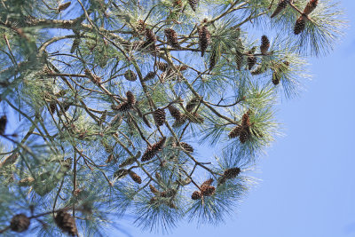 Pinus taeda- Loblolly Pine