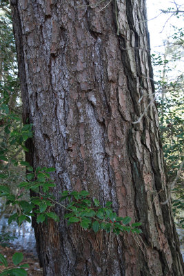 Pinus taeda- Loblolly Pine