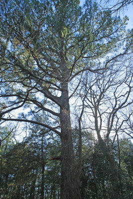 Pinus taeda- Loblolly Pine