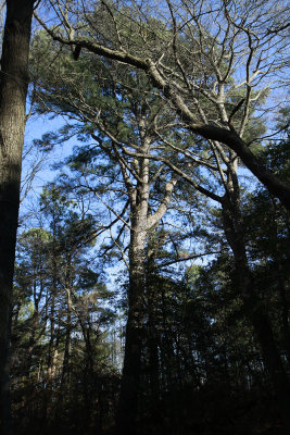 Pinus taeda- Loblolly Pine