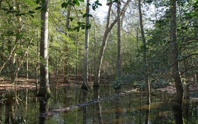 Vernal pool