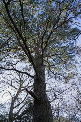 Pinus taeda- Loblolly Pine