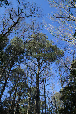 Pinus taeda- Loblolly Pine