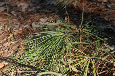 Pinus taeda- Loblolly Pine