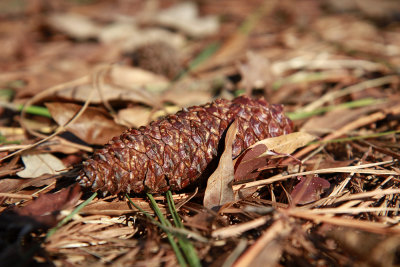 Pinus taeda- Loblolly Pine cone