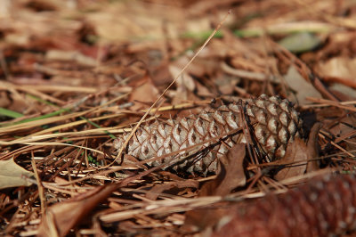 Pinus taeda- Loblolly Pine cone
