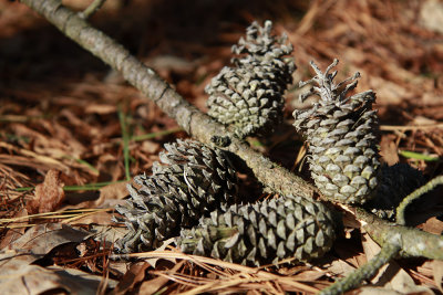 Pinus taeda- Loblolly Pine cones