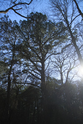 Pinus taeda- Loblolly Pine