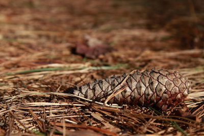 Pinus taeda- Loblolly Pine cone