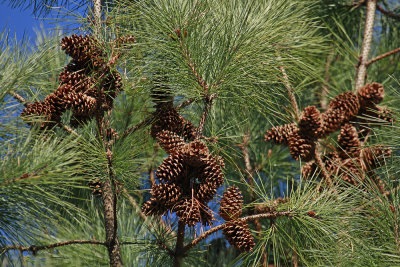 Pinus taeda- Loblolly Pine
