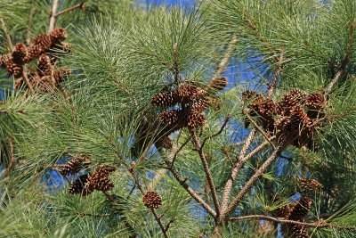 Pinus taeda- Loblolly Pine
