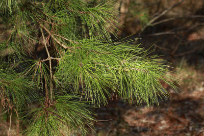 Pinus taeda- Loblolly Pine