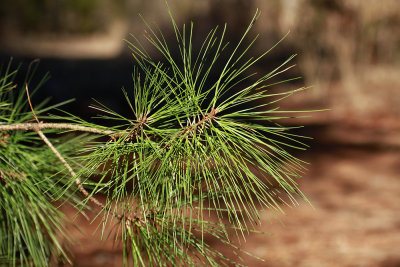 Pinus taeda- Loblolly Pine