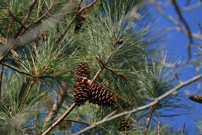 Pinus taeda- Loblolly Pine