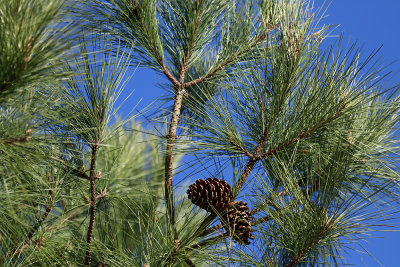 Pinus taeda- Loblolly Pine