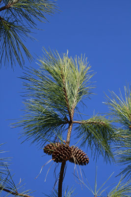 Pinus taeda- Loblolly Pine