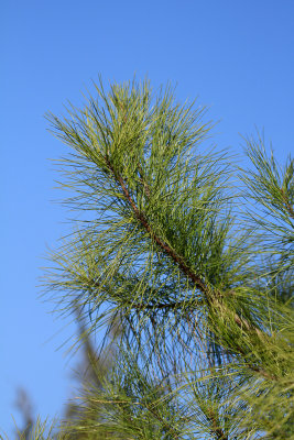 Pinus taeda- Loblolly Pine (ENOUGH!)