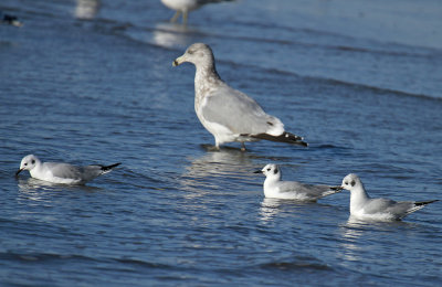 Bonaparte's Gulls and Herring Gull