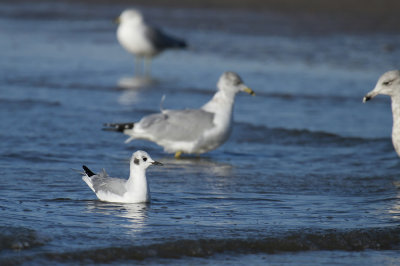 Bonaparte's Gulls and Ring-billed Gull