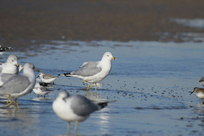 Ring-billed Gull (banded)