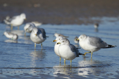 Ring-billed Gull (banded)