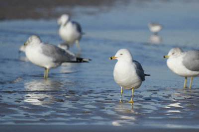 Ring-billed Gull (banded)