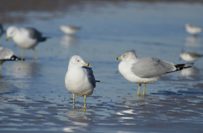 Ring-billed Gull (banded)