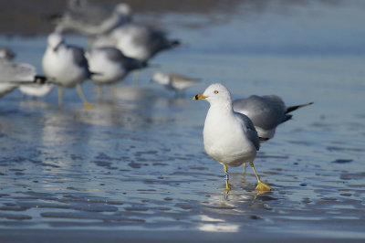 Ring-billed Gull (banded)