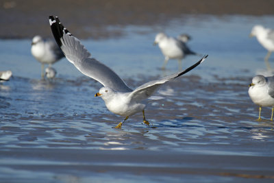 Ring-billed Gull (banded)