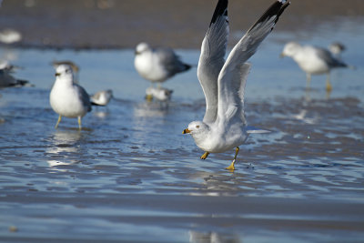 Ring-billed Gull (banded)