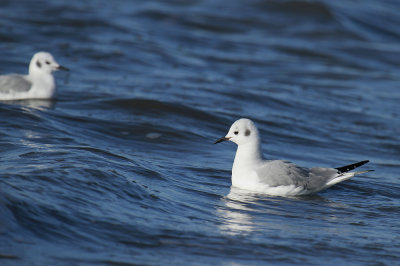 Bonaparte's Gulls