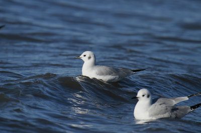 Bonaparte's Gulls