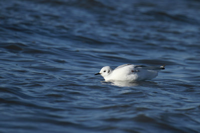 Bonaparte's Gull