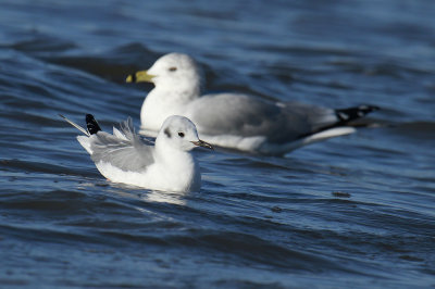 Bonaparte's Gull