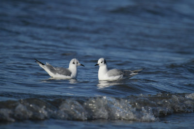 Bonaparte's Gulls