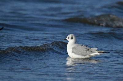 Bonaparte's Gull