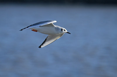 Bonaparte's Gull